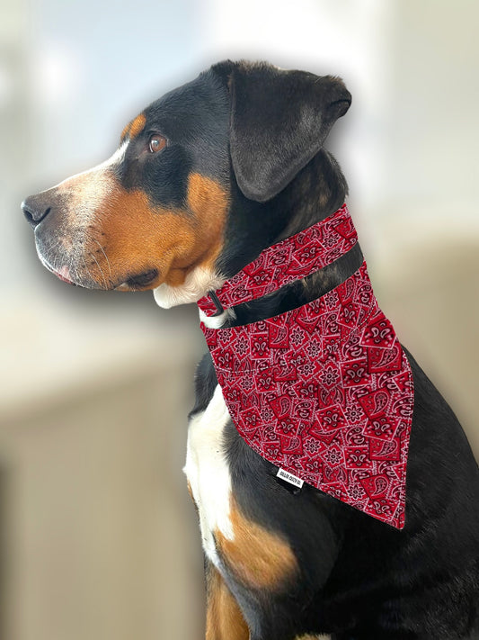 Stampede Paisley Dog Collar - Martingale or Buckle Style - Embroidery Available