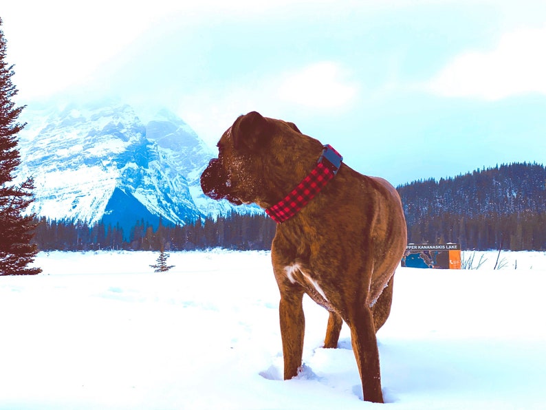 Buffalo Plaid Dog Collar - Martingale or Buckle Style - Embroidery Available