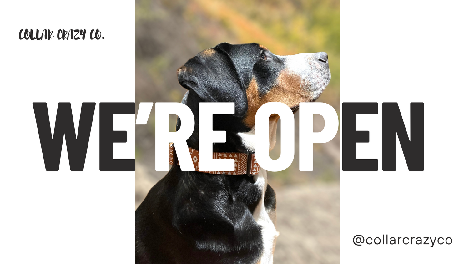 Dog and co collars store