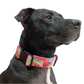 Pink Watermelon Dog Collar - Martingale or Buckle Style - Embroidery Available